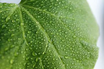 
Dew drops with glare of the sun on a green leaf shot close-up on a macro lens, beautiful botanical background for text, website or mockup