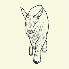 Vintage hand drawn goat2
