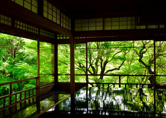 和室から眺める新緑の日本庭園