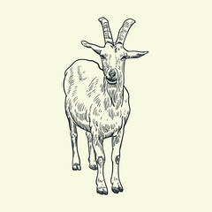 Vintage hand drawn goat3