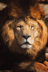Lion portrait detail