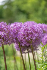 Allium Flowers at high park, Toronto.
