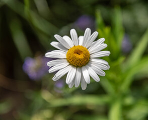 Daisy flower at High Park, Toronto. This photo was shot on June 11th 2021. This was shot in downtown Toronto.
