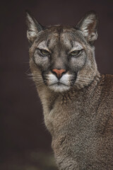 Obraz premium american cougar in portrait