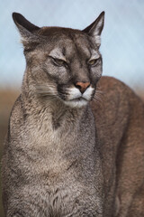 american cougar in portrait
