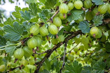 Gooseberry bush branches with lots of juicy green berries