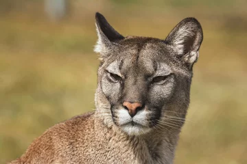 Foto op Plexiglas american cougar in portrait © Sangur