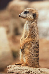Fototapeta premium Suricate detail portrait