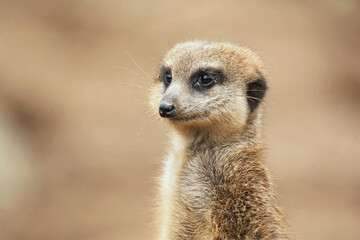 Suricate detail portrait