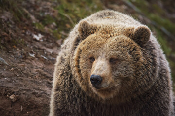 Fototapeta premium Brown bear in forest