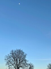 Tree and moon in the sky / Дерево луна и небо (ByKate)