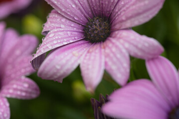 Gartenblume mit Wassertropfen in einem lilablauton 