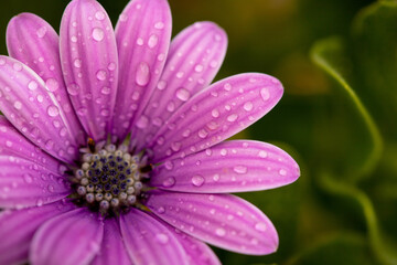 Fototapeta na wymiar Gartenblume mit Wassertropfen in einem lilablauton 