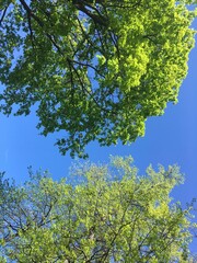 Fototapeta premium Green leaves and blue sky / Зеленые листья и небо (ByKate)