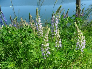 Lupinen am Wasser
