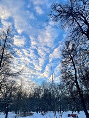 Winter landscape with trees and beautiful sky / Полосатое небо (ByKate)