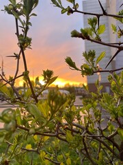 Tree in the sunset / Огненный закат (ByKate)