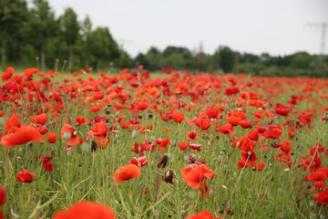 Blooming poppies in the field (focus on the blooms)