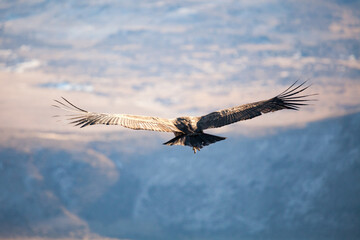 condor vulture in flight patagonia