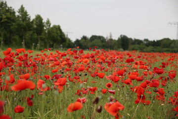 Blooming poppies in the field (focus on the blooms)