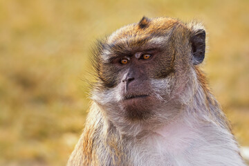 Monkey detail