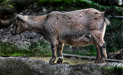 Domestic pigmy goat`s kid on the beam in its enclosure