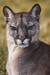 american cougar in portrait