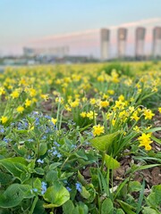 Field of yellow and blue flowers / Поле желтых и голобых цветов (ByKate)