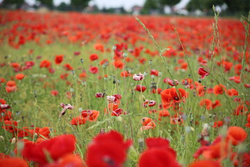 Blooming poppies in the field (focus on the blooms)