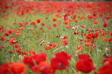 Blooming poppies in the field (focus on the blooms)