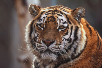 Fototapeta premium portrait of a tiger