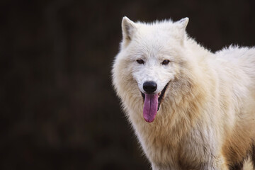 Arctic wolf in the forest