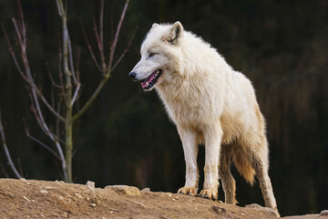 Obraz premium Arctic wolf in the forest