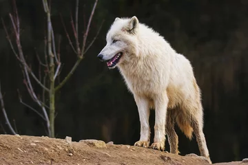Deurstickers Arctic wolf in the forest © Sangur