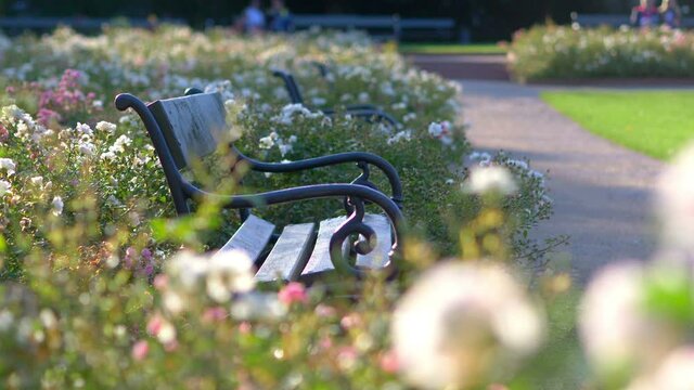 Bench among the roses in the park in 4k slow motion 60fps