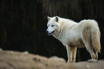 Naklejka na ściany i meble Arctic wolf in the forest