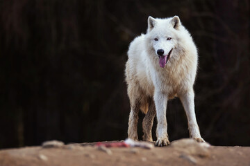 Arctic wolf in the forest