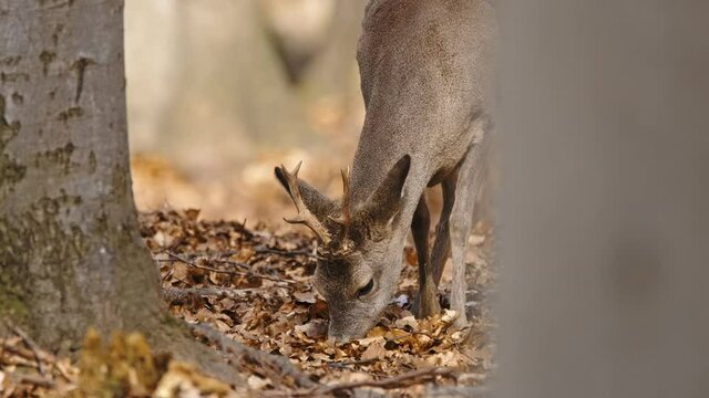 European roe deer (Capreolus capreolus) foraging for food on the forest ground