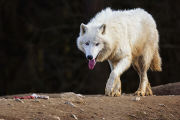 Arctic wolf in the forest © Sangur