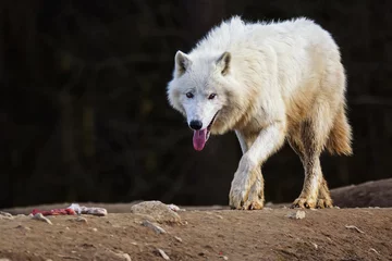 Keuken spatwand met foto Arctic wolf in the forest © Sangur