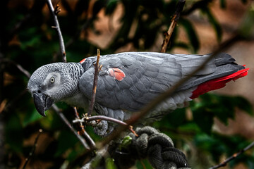 African grey parrot on the branch. Latin name - Psittacus erithacus	
