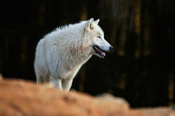 Arctic wolf in the forest