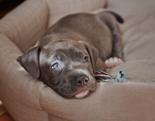 puppy of the blue American Staffordshire Terrier, gray color