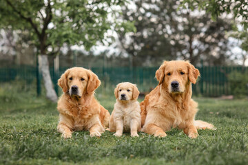 Golden Retriever puppy sitting near adult golden retriever dogs. Senior and puppy. 8 week old puppy. three dogs. - obrazy, fototapety, plakaty