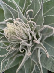 Foliage of Great mullein plant close up. Rosette of wild plant before it blooms. Verbascum thapsus.