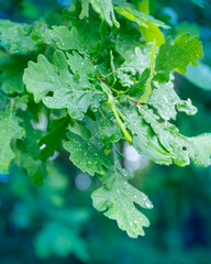 wet oak leaves