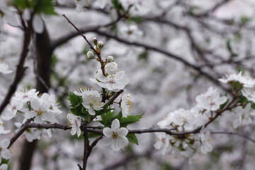 Beautiful spring cherry blossom. Fresh flowers of spring cherry. A beautiful spring day.