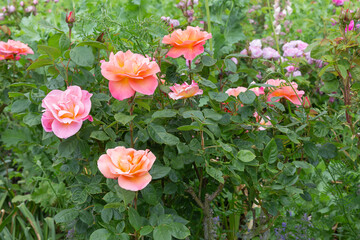 Rosa evelyn may, a modern shrub producing a mixture of orange and salmon coloured fragrant blooms