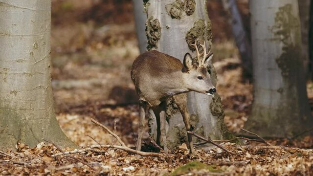 European roe deer (Capreolus capreolus) shaking off in the forest