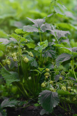 Obraz premium Fresh green strawberries grow in a garden bed on the farm. Gardening and gardening. A greeting card or banner for a sale for the spring festival or the autumn harvest festival. Vertical